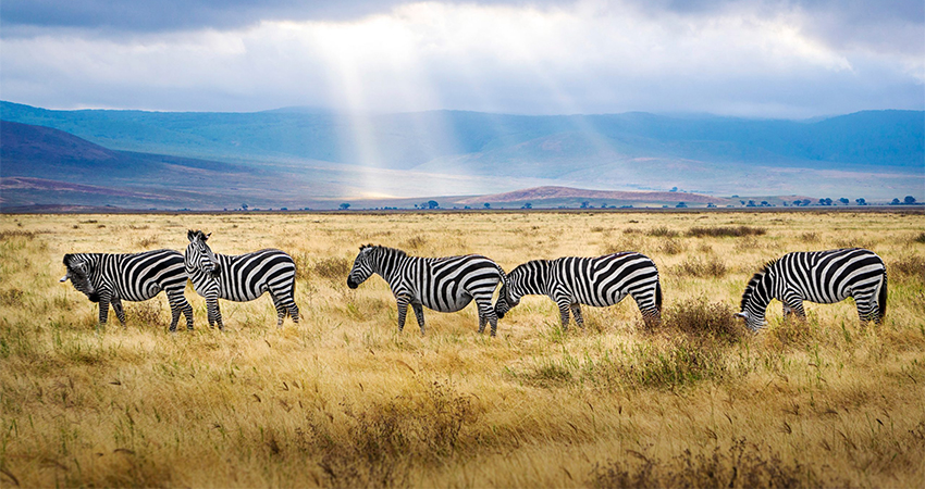 4 Day Maasai Mara Nakuru Safari